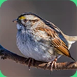 sparrow sounds android application logo